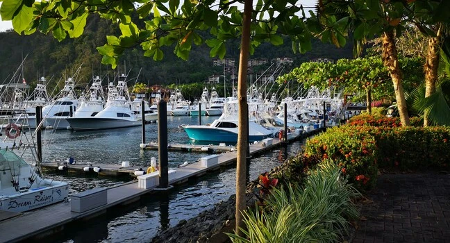Multiple luxury yachts docked at a vibrant tropical marina surrounded by lush greenery