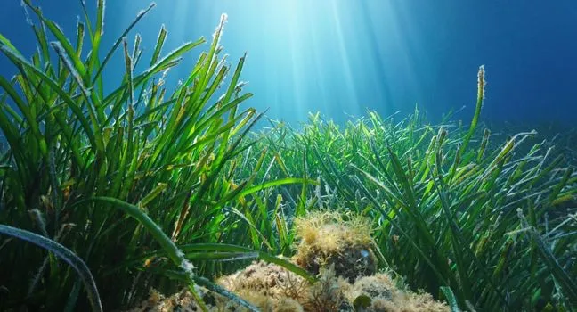 Seegraswiese im Sonnenlicht unter Wasser – empfindliches Ökosystem bedroht durch Klimawandel und Verschmutzung.