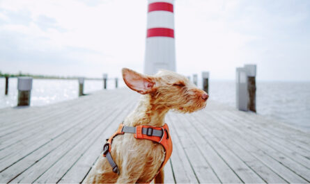 Hund auf einem Steg vor einem Leuchtturm, dessen Fell vom starken Meltemi Wind verweht wird