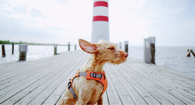 Hund auf einem Steg vor einem Leuchtturm, dessen Fell vom starken Meltemi Wind verweht wird