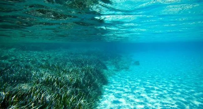 Dichte Seegraswiese unter klarem Meerwasser – wichtiger Lebensraum für marine Arten und CO₂-Speicher.