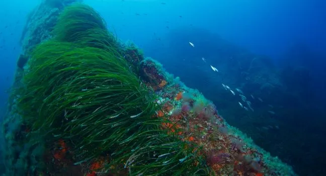 Seegras wächst auf einem Felsen im Meer – Symbol für erfolgreiche Wiederherstellung und Schutz von Meeresökosystemen.